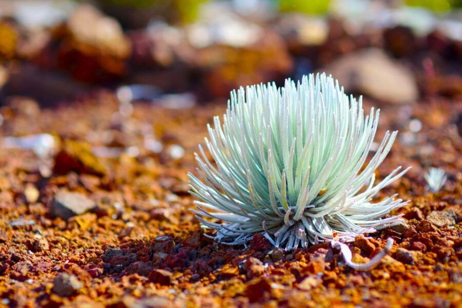 Maui: Haleakala Sunset and Stargazing Tour With Dinner