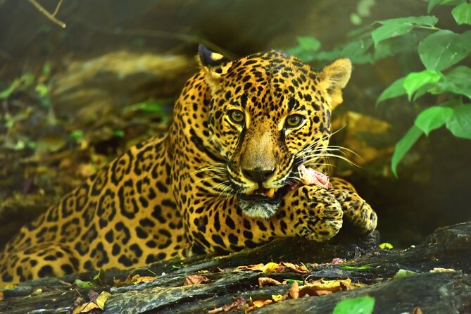 Maya Culture and History, Secluded Island and Animal Rescue Center at Maya Key - Good To Know
