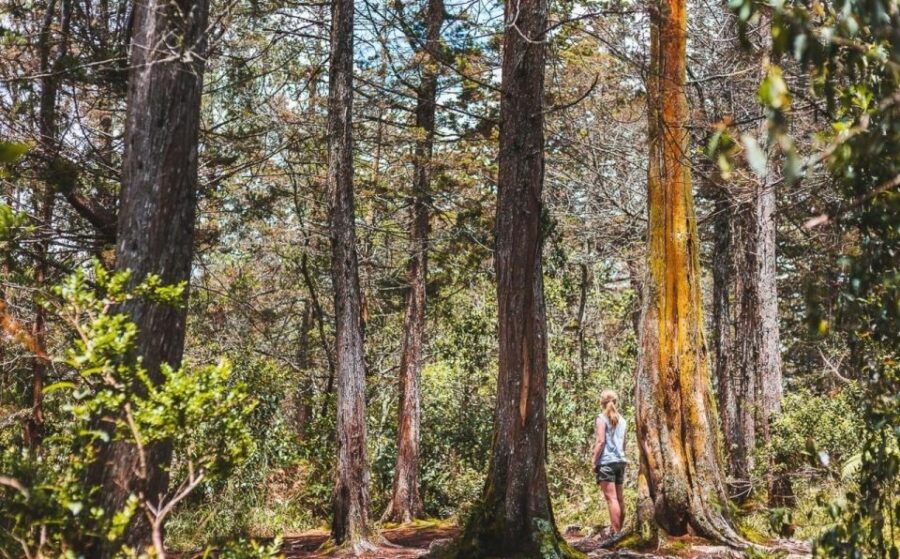 Medellín Waterfall: Hike and Discover Medellín's Nature - Reservation Options
