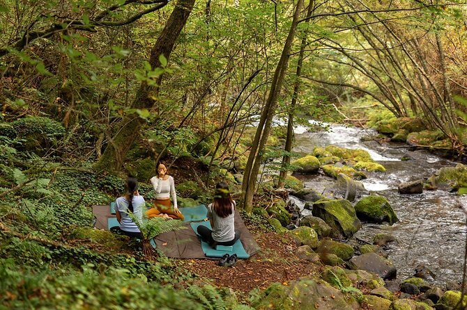 Meditation Experience in Nature With Primeval Forest and Springs