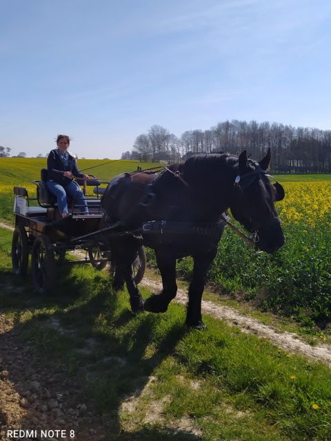 MENTHEVILLE : Horse Cariage Ride in Coutryside