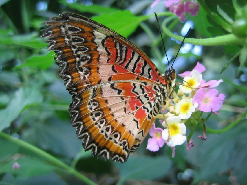 Milano Marittima: Butterfly House