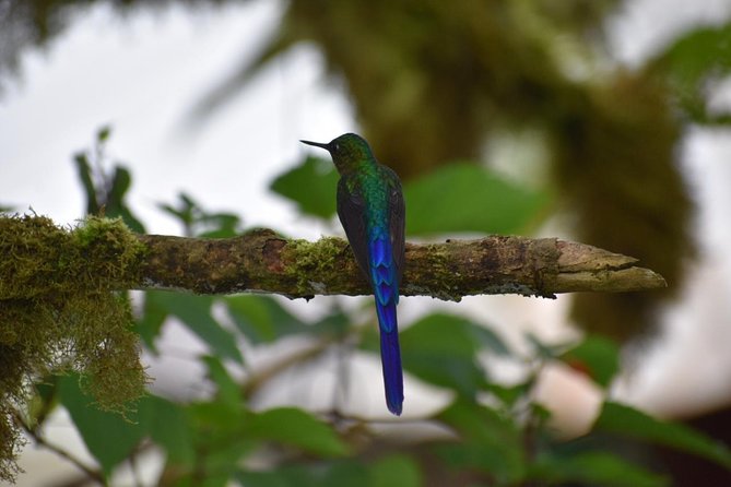Mindo Cloud Forest -Full Day From Quito