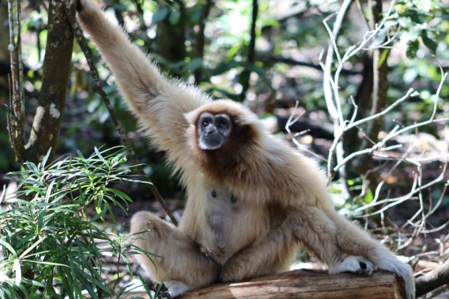 Monkeyland, Birds of Eden, Jukani – Animal Sanctuaries