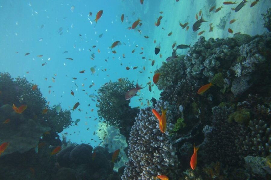 Monopoly: Snorkeling Tour in Cala Incina or Porto Alga