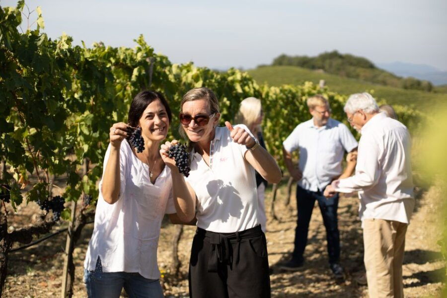 Montalcino: Guided Winery Tour and Wine Tasting