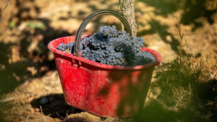 Montepulciano: Learn How To Taste Wine
