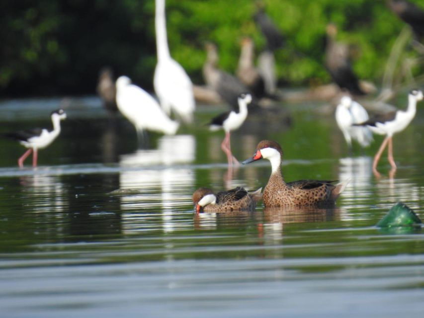 Mouthpiece: Amazing Birds and Mangrove Water