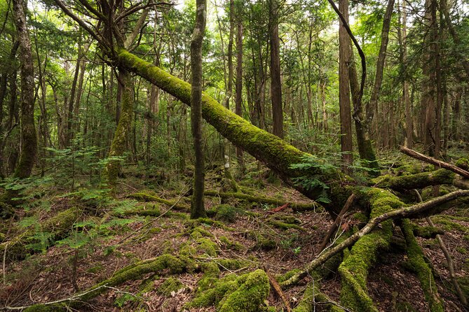 Mt. Fuji Aokigahara Jukai Forest Private Tour With Licensed Guide - Good To Know