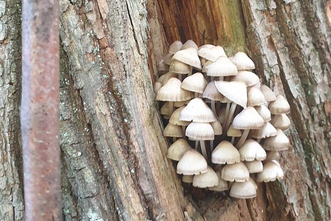 MUSHROOM FORAGING TOUR in Slovenia - Tour Location