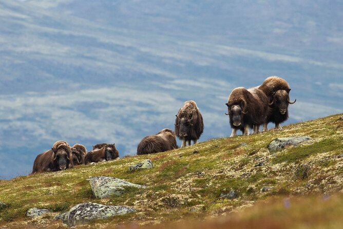 Muskox Safari From Hjerkinn | Dovre & Lesja Aktiv - Good To Know