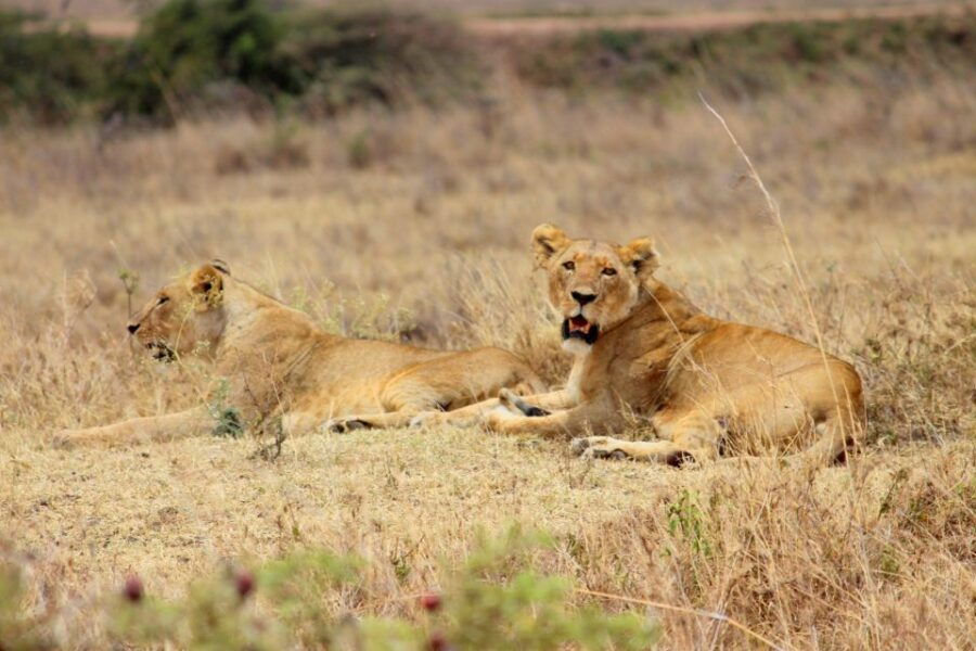 Nairobi National Park Morning or Evening Game Drive - Activity Details