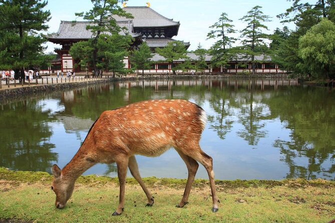 Nara Day Trip From Osaka With a Local: Private & Personalized - Good To Know