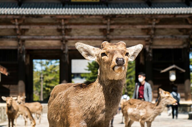 Nara Heritage Walkabout From Nara Park to Todaji Temple