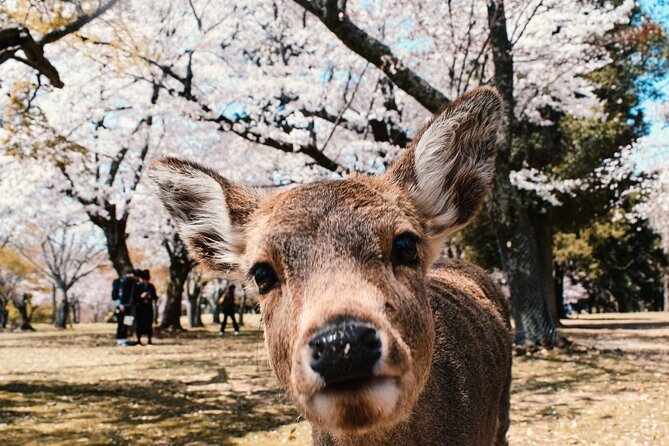 Nara : Private Full-Tour With a Local Guide - Good To Know