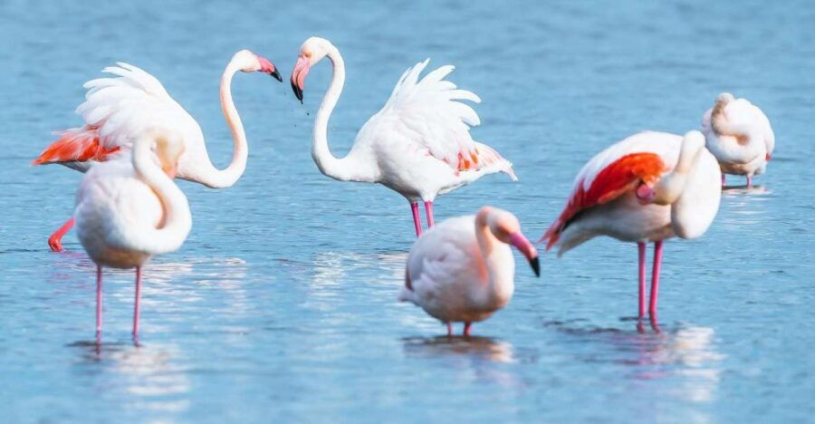 Natural Park of Albufera Des Grau: Hiking & Bird Watching