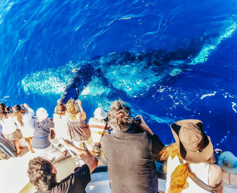 Newport Beach: 2-Hour Whale Watching Tour - Tour Overview