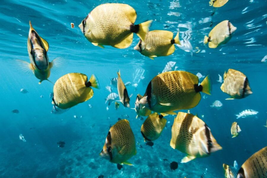 Oahu: Swim With Dolphins, Turtle Snorkel Tour and Waterslide - Good To Know