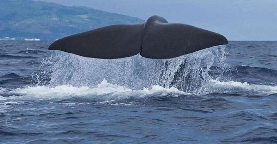Observation of Whales and Dolphins in the Peak