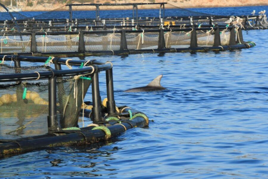 Olbia : Dolphins Watching & Snorkeling - Activity Details