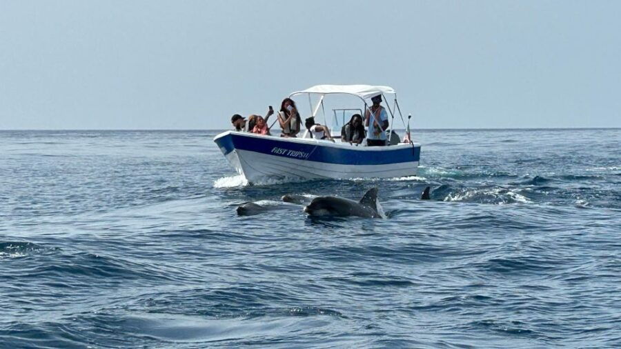 Olhão- Safari Watching Dolphins and Other Species - Pricing and Duration