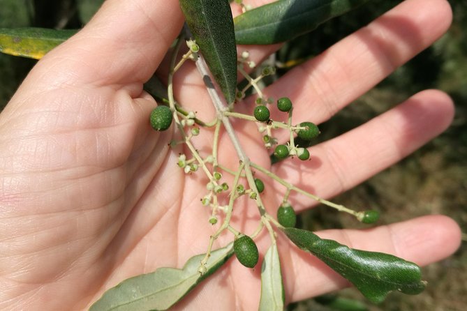 Olive Oil Tour With Tuscan Dinner