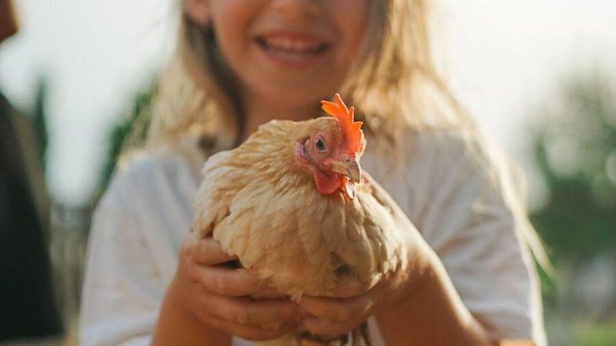 Olmedo: Visit to an Animal Shelter