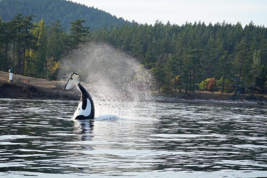 Orca Whales Guaranteed Boat Tour Near Seattle - Tour Highlights