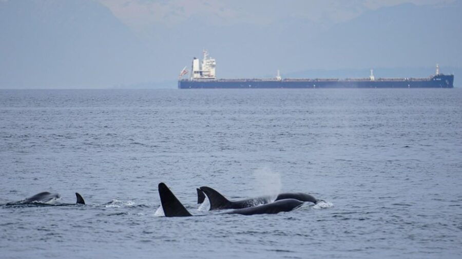 Orcas Island: Whale Watching Guided Boat Tour