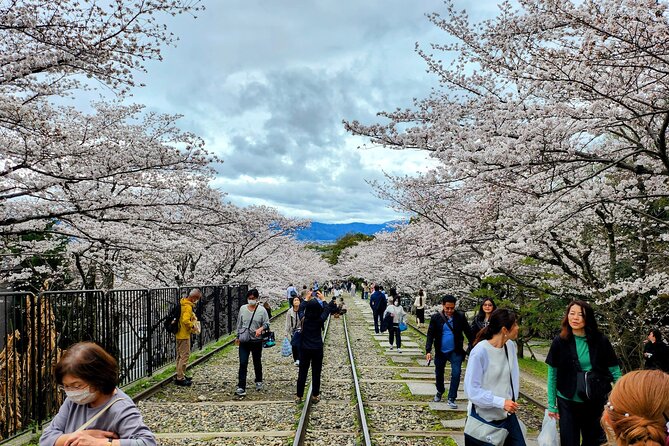 Osaka Departure 1 Day Kyoto Sakura Tour