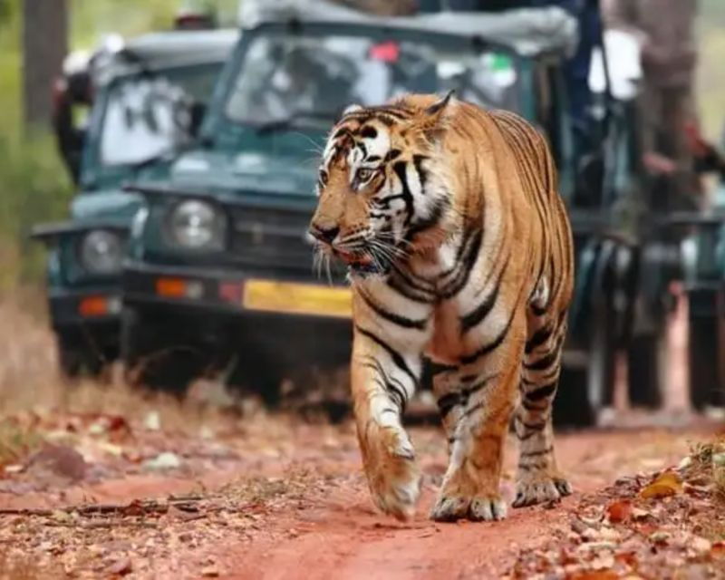 Overnight Private Tour: Jaipur - Ranthambore Tiger Safari - Good To Know