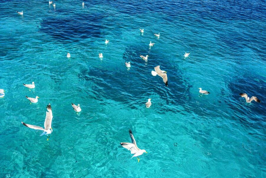Palau: La Maddalena Archipelago and Caprera Island Boat Tour