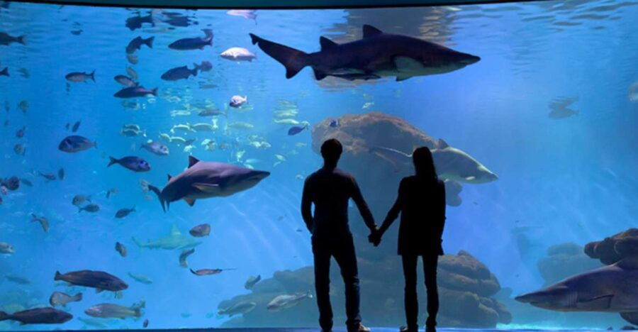 Palma: Palma Aquarium Ticket With Transfer Service - Good To Know
