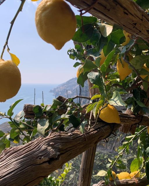 Path of Lemons Trekking Shared Tour From Maiori & Salerno