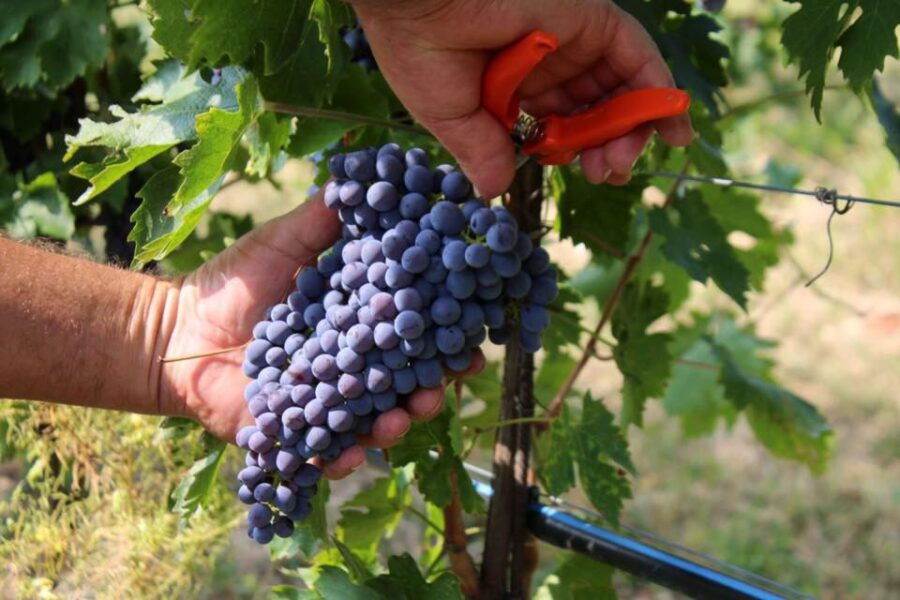 Pedemonte: Valpolicella Tour and Tasting of Regional 4 Wines - Good To Know