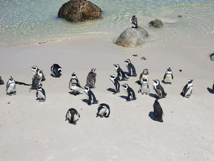 Penguin Half-Day Tour With Ticket Included (Join a Group)