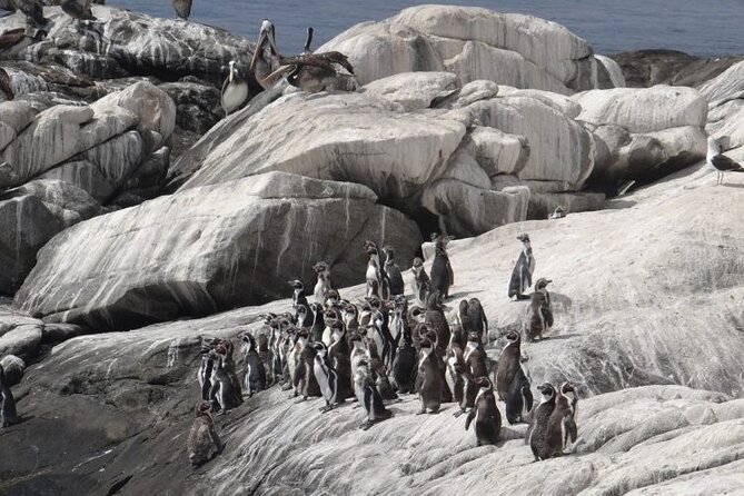 Penguins Island Horse Riding & Picnic From Valparaiso - Good To Know