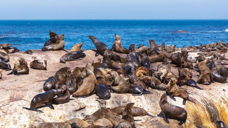 Peninsula Tour: Full Day Cape Point and Penguin Beach