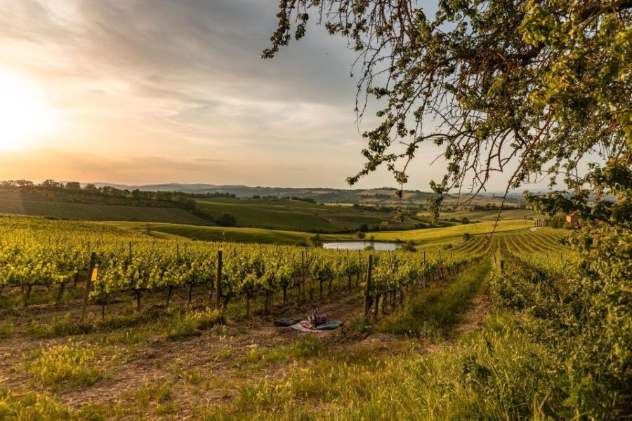 Picnic in Vineyards With Bottle of Rosso Di Montalcino - Good To Know