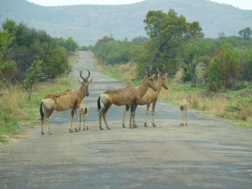 Pilanesberg National Park