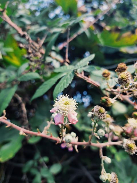 Plants and Natural Elements for Witchcraft and Tarot - Good To Know