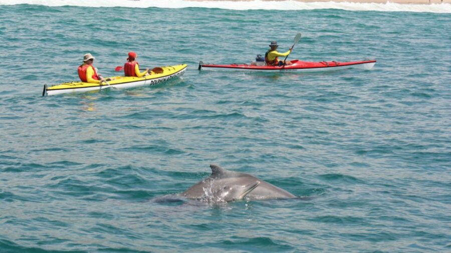 Plettenberg Bay: Guided Sea Kayak Tour - Experience Description