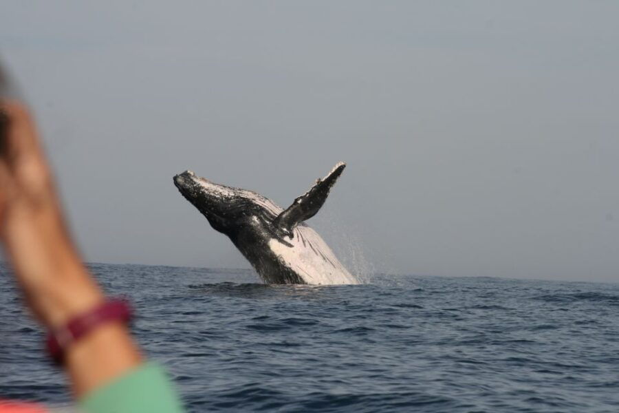 2 Best Whale Watching Experiences In Plettenberg Bay