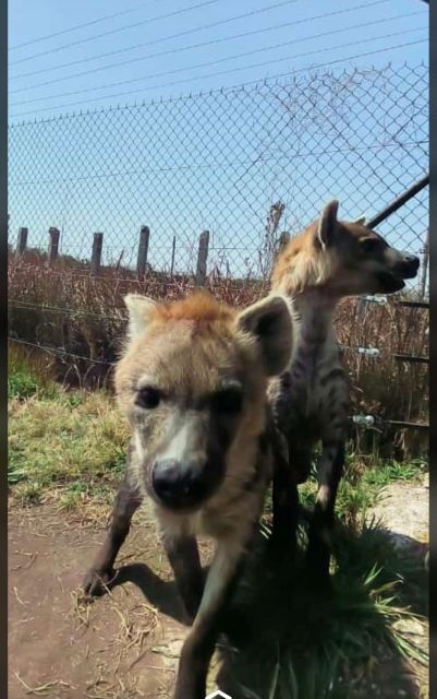 Pretoria: Lion and Cheetah Sanctuary Game Drive
