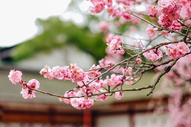 Private and Unique Fukuoka Cherry Blossom Sakura Experience