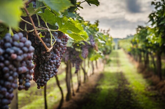 Private Chianti Wine Tasting From Florence, Half Day Experience - Good To Know