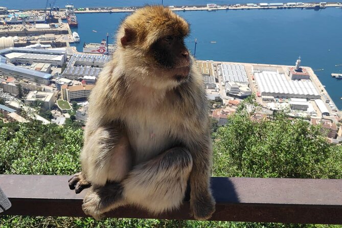 Private Day Tour in Gibraltar and Tangier, Morocco From Malaga