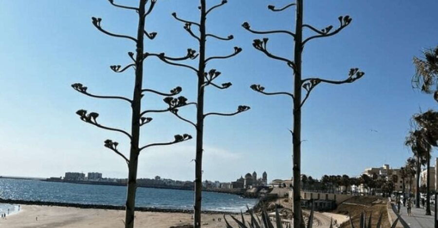 Private Day Trip Cadiz and Jerez From Sevilla