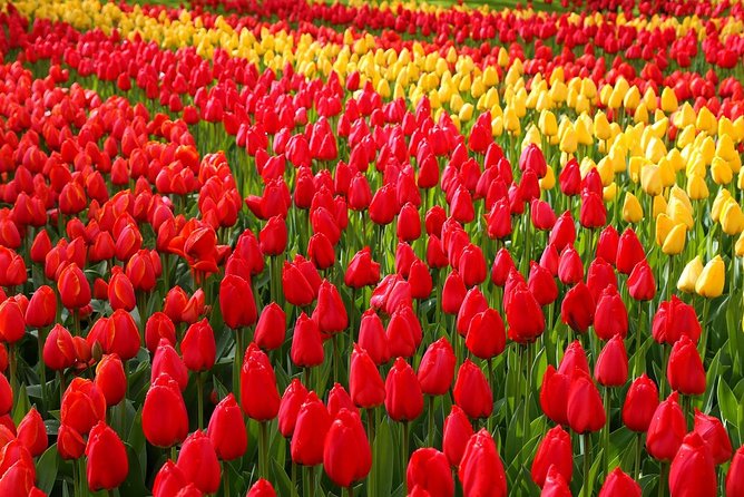 Private Day Trip From Amsterdam to Keukenhof With Entrance Tickets - Good To Know