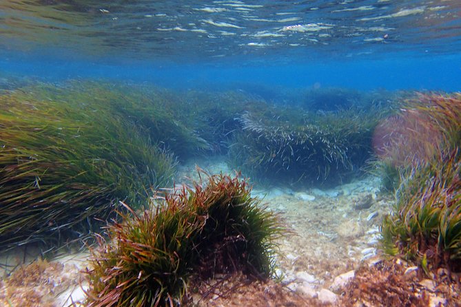 Private Half-Day Kayak Experience in Hvar and Pakleni Islands